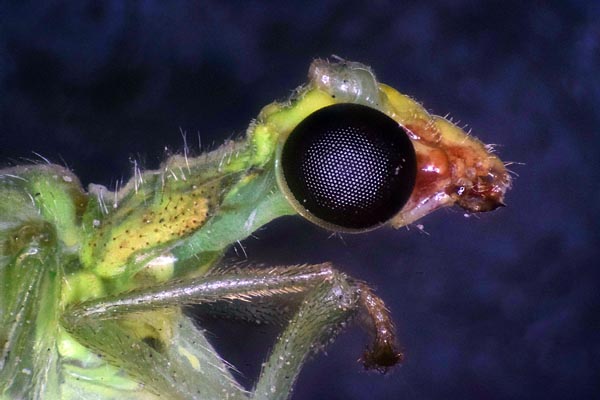 BD Plan darkfield stack of an adult green lacewing